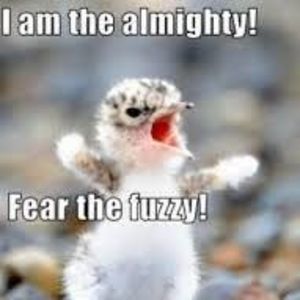 Meet your Posher, Dawnielle